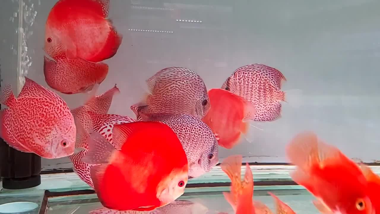 Discus XXL