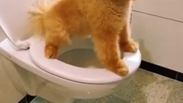 Potty Training Your Puppy