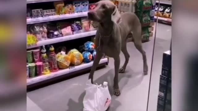 Super Smart Dog Ever