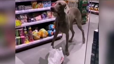 Super Smart Dog Ever