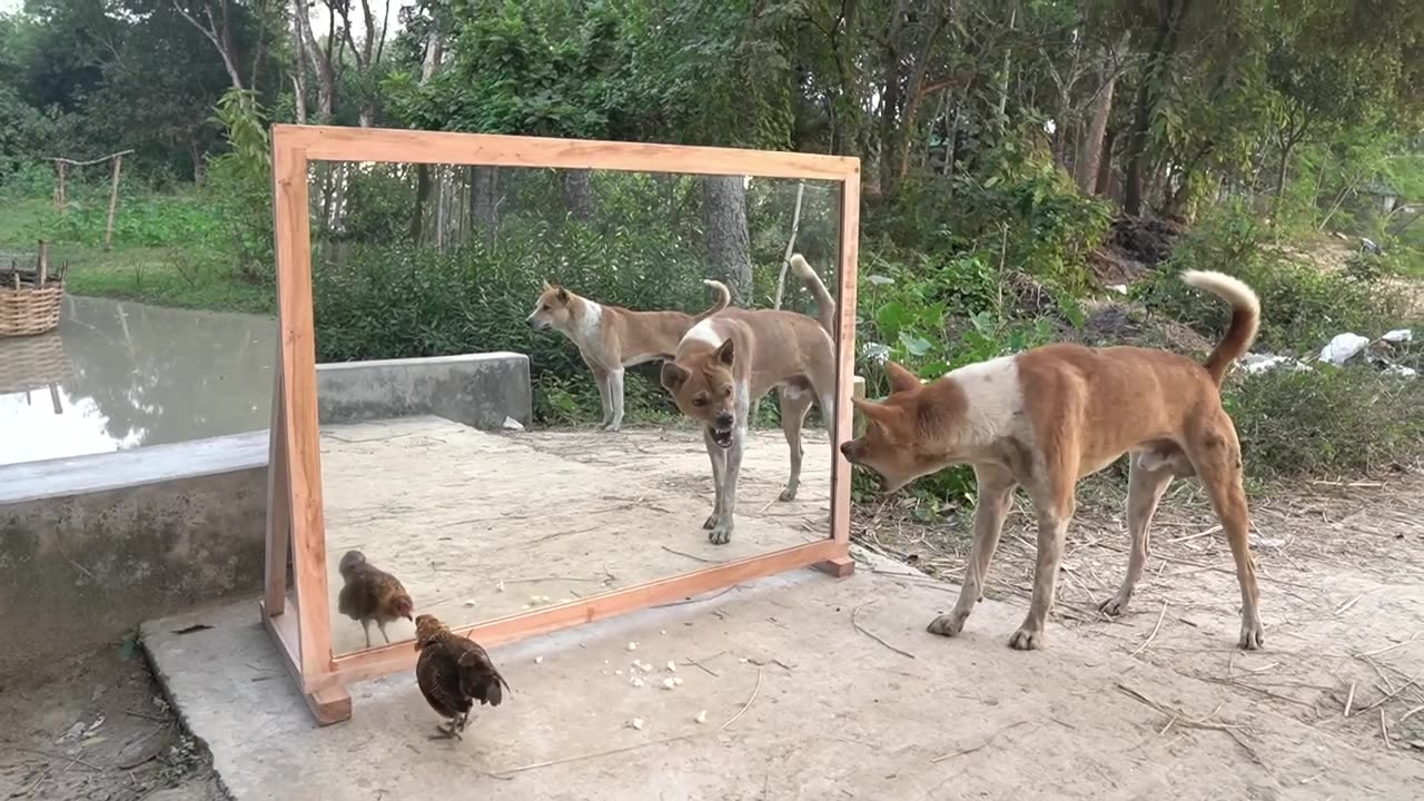 Angry dogs vs mirror reaction | Funny dogs fighting mirror | Amazing mirror reactions on dog