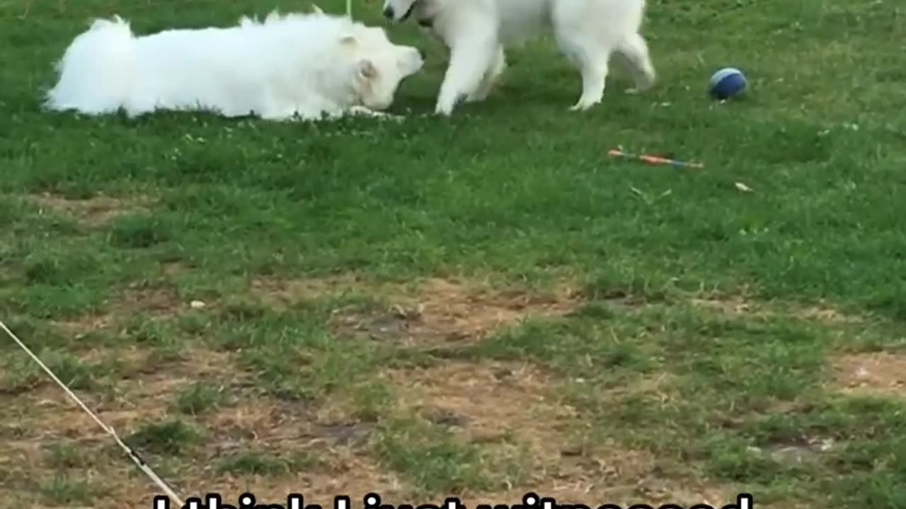 watching two dogs fall in love