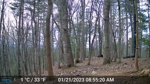 The Woods – 01/21/2023