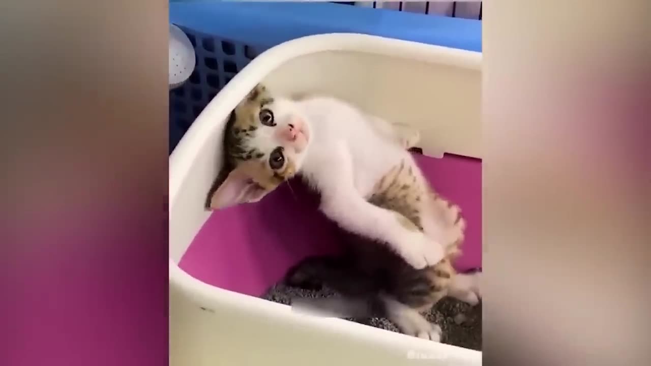 cute cat funny video