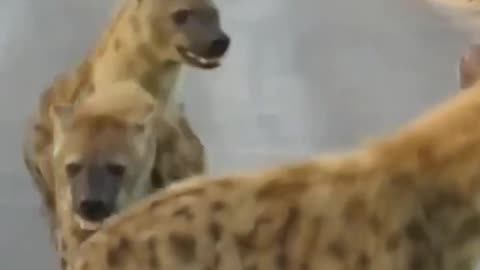 wilddogs vs hyenas ultimate enemies