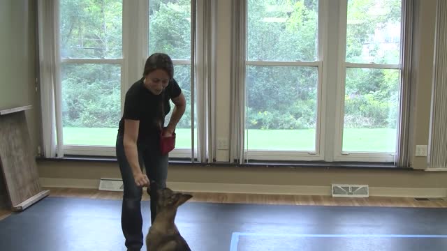 How to train a dog to pay attention (rk50)