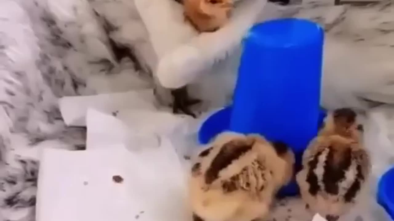 Chicks Mom😻🐣🐥