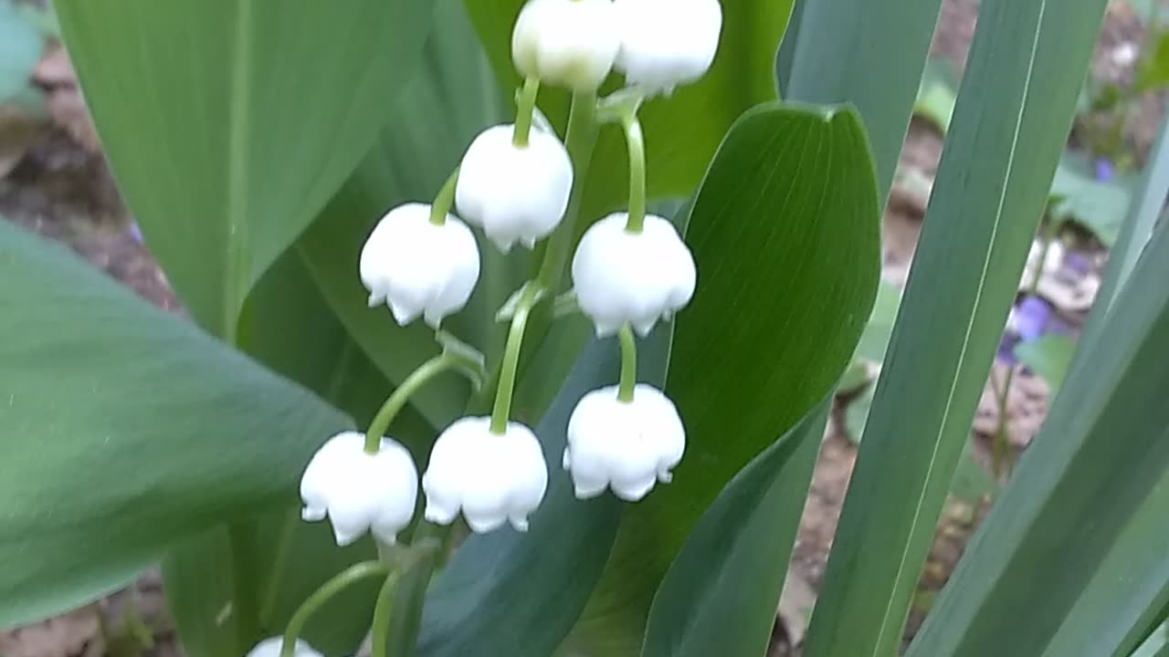 Lily of the Valley