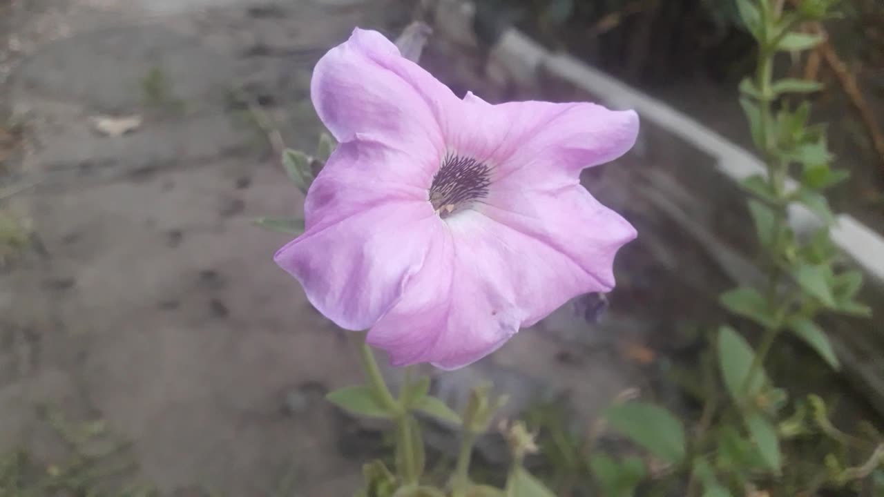 Purple Petunia