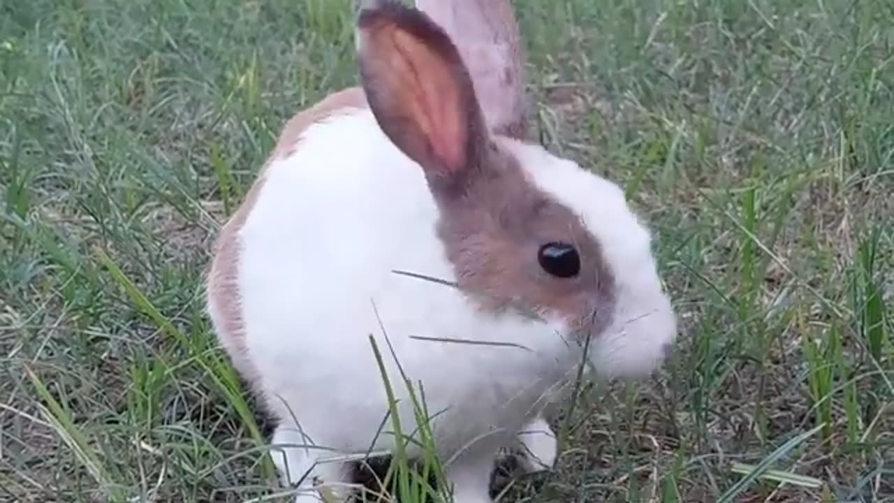 animal lover - cute rabbit