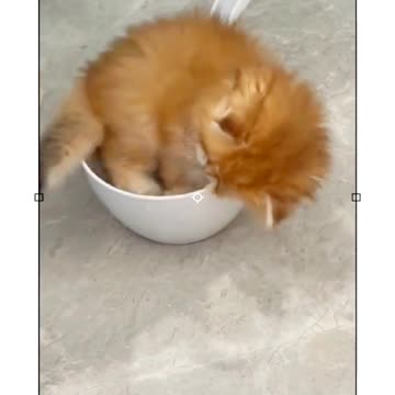 Kittens 🐈🐈🐈🐈🐈 funny viral