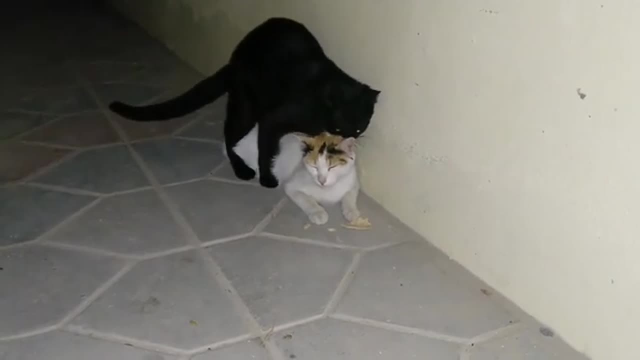 Cat Mating Successful !! Cats Mating !! Animal Mating Successful !!