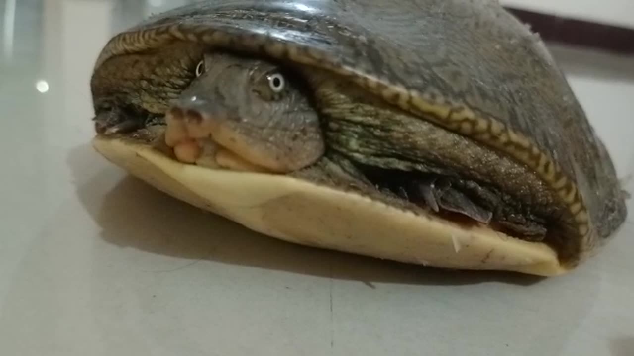 First video of my turtle 🐢