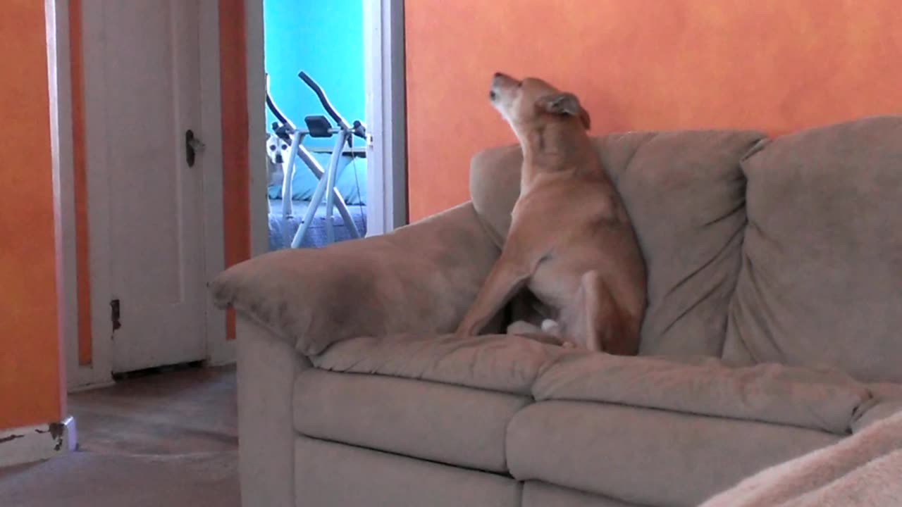 Howling Ozzy