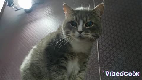Beautiful cat
