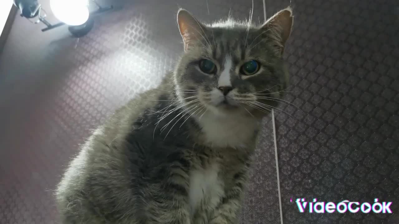 Beautiful cat