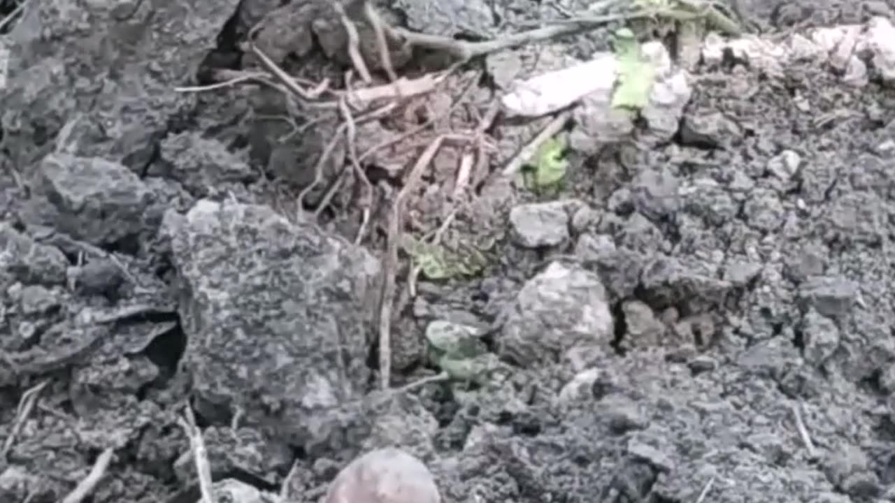 I found a gold clay bank #findingtreasure #goldhunting