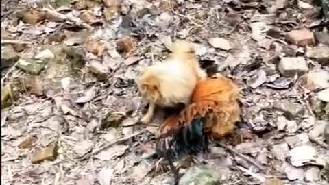 Chicken VS Dog Fight - Funny Dog Fight Videos