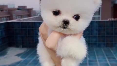 Cute and Funny Pomeranian Videos 220 #Shorts