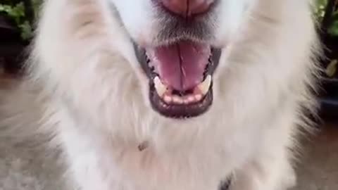 Funny dog