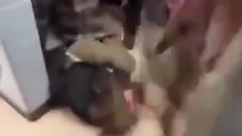 CANADA: YOU'RE LOOKING AT ANOTHER WHITE STUDENT BEING SAVAGELY ATTACKED