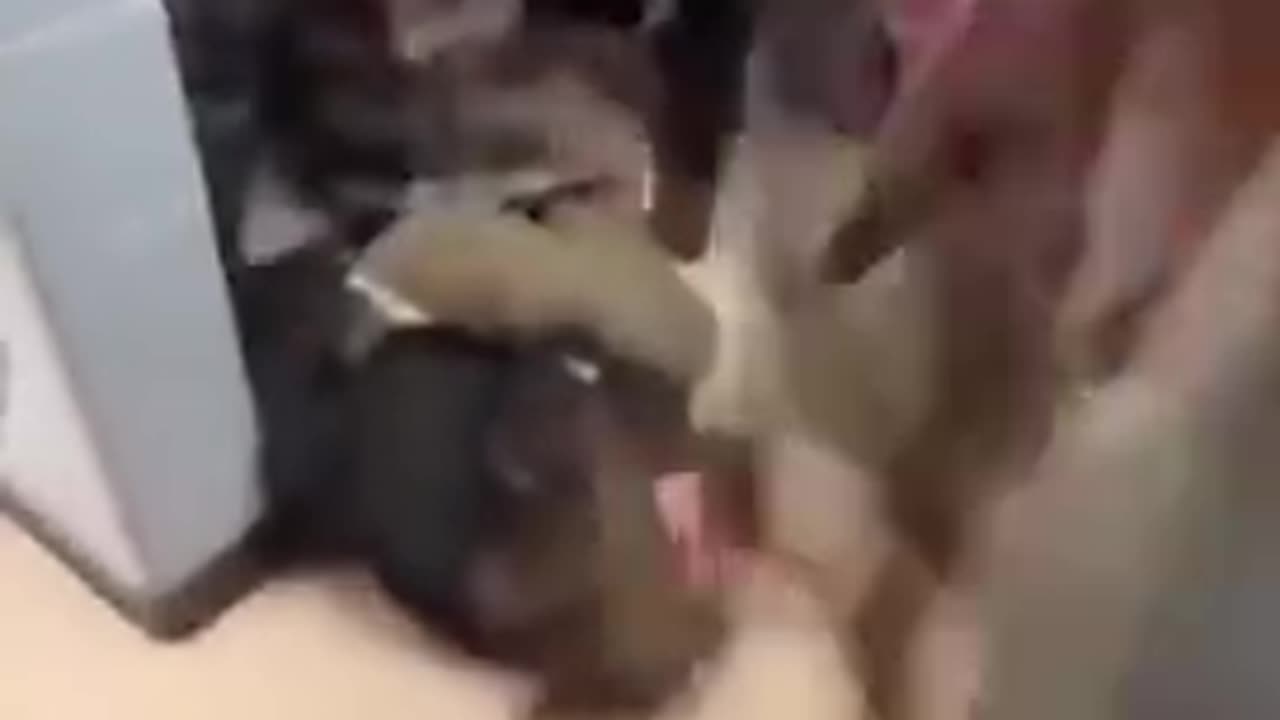 CANADA: YOU'RE LOOKING AT ANOTHER WHITE STUDENT BEING SAVAGELY ATTACKED