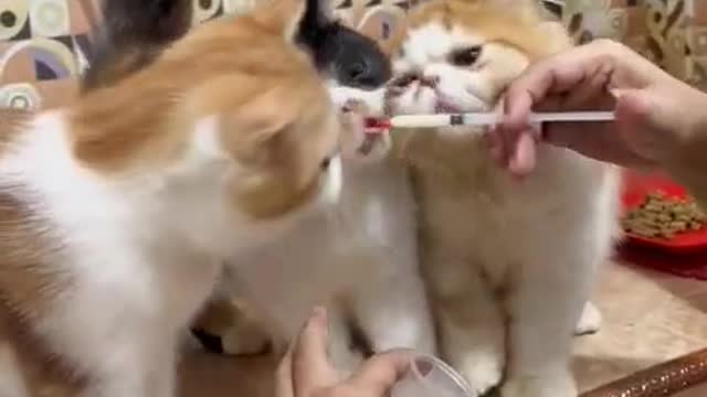 Cat kucing makan obat