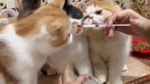 Cat kucing makan obat