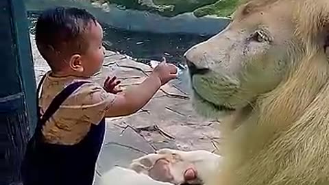 Cute baby play with lion😱