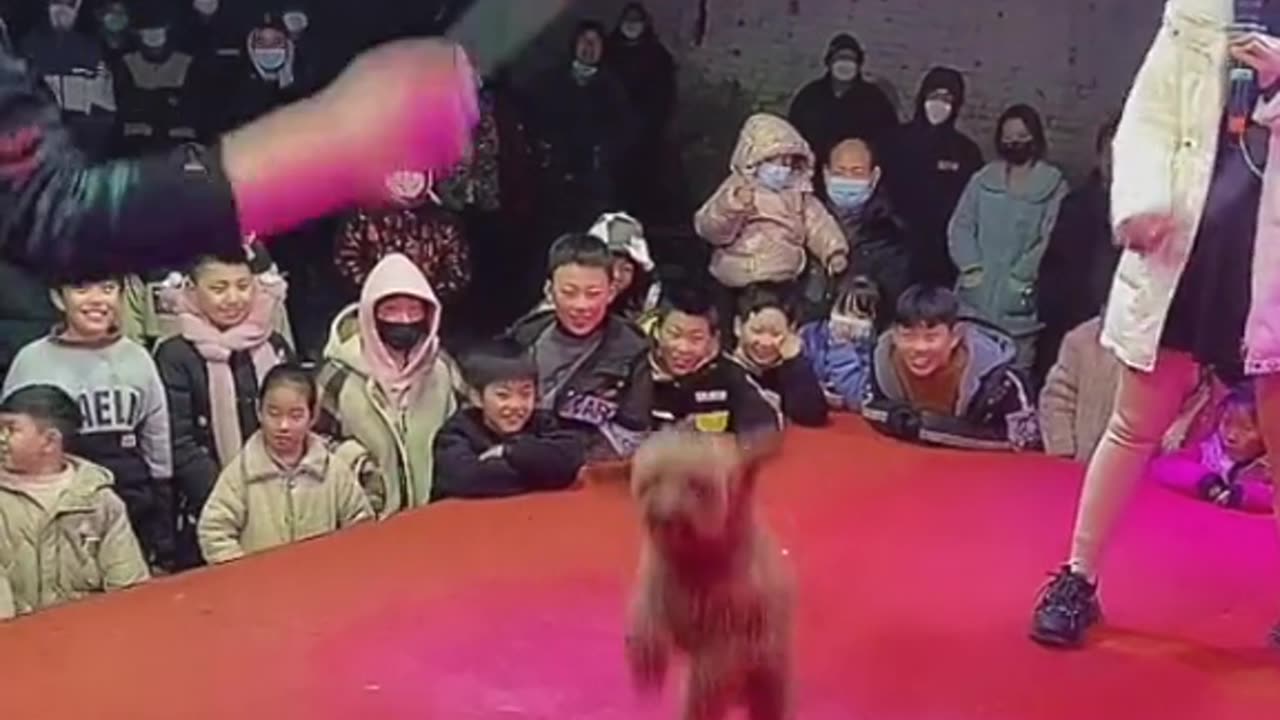 Dog funny video