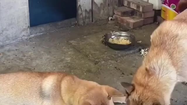 Dogs Love give food to other Dog