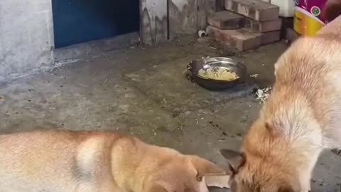 Dogs Love give food to other Dog