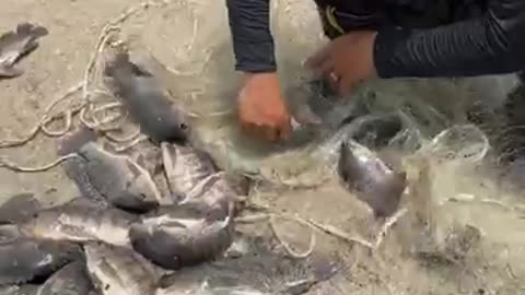 One of the Best fishing Video forever