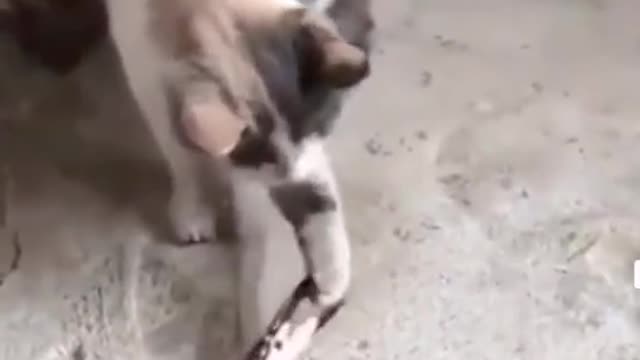 The cat challenged the crab and was caught by the crab