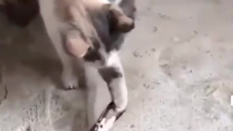 The cat challenged the crab and was caught by the crab