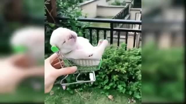 cute and funny dogs