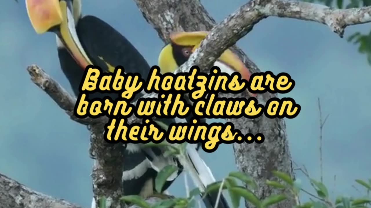 Animal Facts Hoatzin Chick Claws #shorts