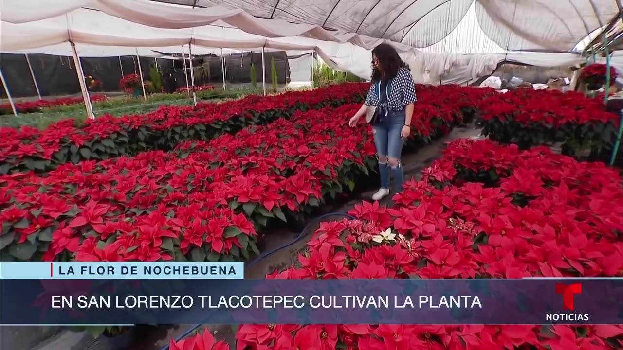 Visitamos una región donde producen 750,000 flores de Nochebuena. Así lo logran | Noticias Telemundo