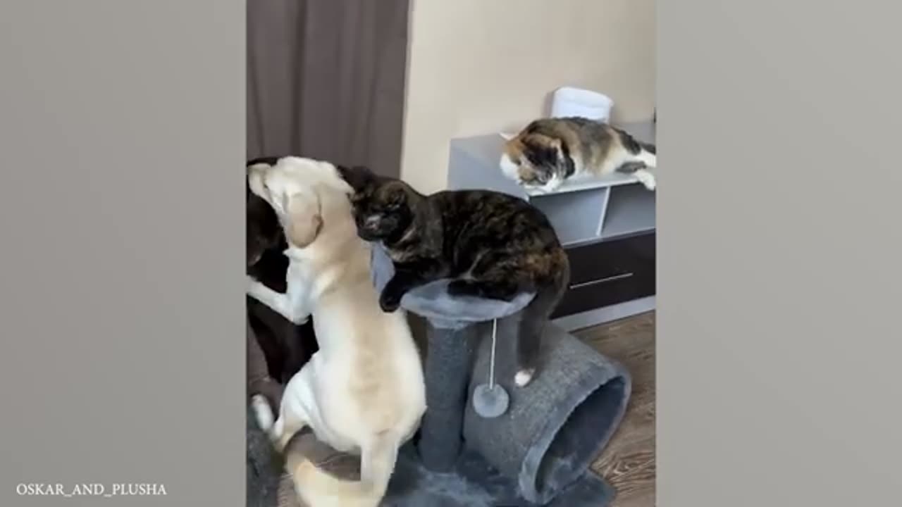 Funny Dogs and Cats Make You Unable To Stop Laughing😻🐶