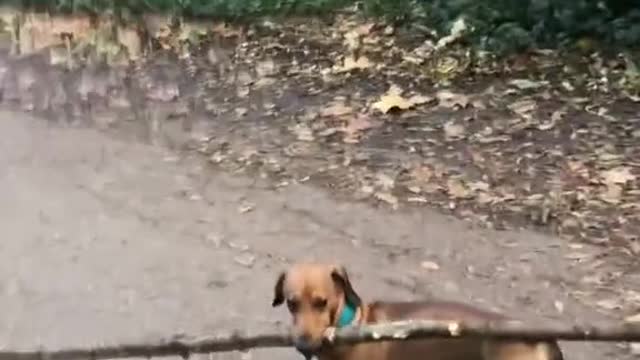 Dog working smart and hard