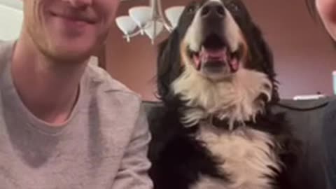 When Your Dog Clearly Has A Favourite