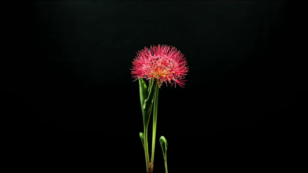 Life and death of a flower - Chiara Scaglianti