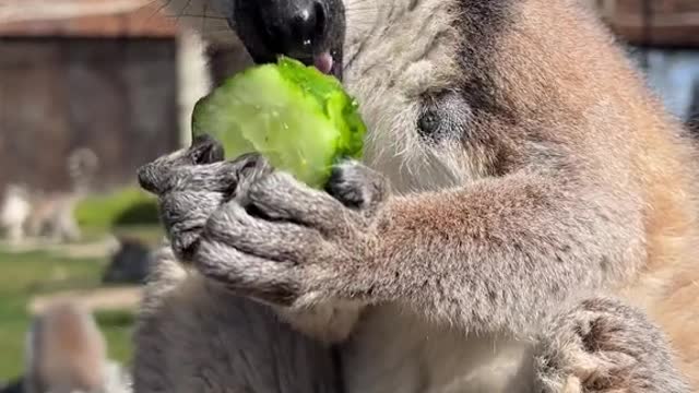 What did you have for breakfast with a cucumber