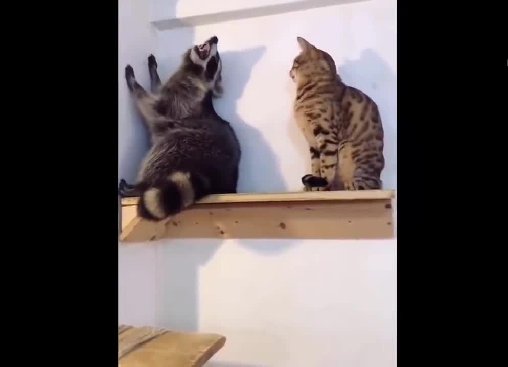 Funniest Cats 😹 - Don't try to hold back Laughter 😂 - Funny Cats Life