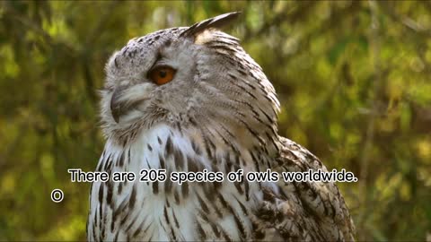 Owl can turn they head 270 degree