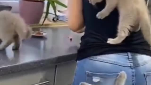 Cute cat 🐈 climb their Mom as they couldn't wait for food