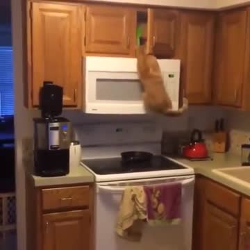 Gato trepa las alacenas de la cocina para encontrar su comida favorita