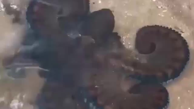 Self defence mood activated, 🐙