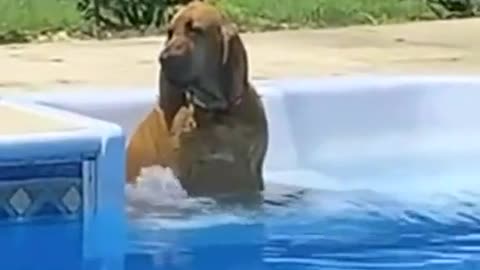There are two different types of doggos