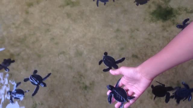 Baby Turtles To Be Released To The Ocean